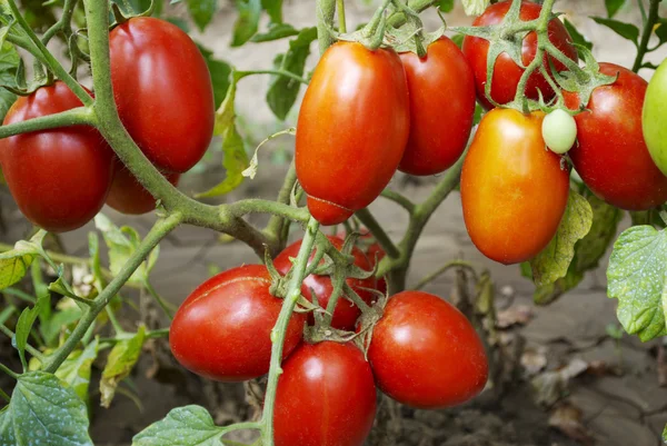 Красный зрелый помидор в саду — стоковое фото