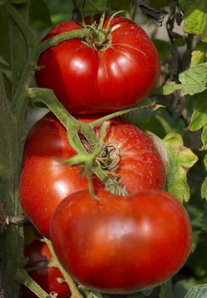 Velká zralá rajčata v zahradě — Stock fotografie