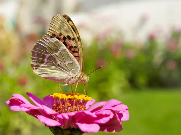 夏天的花朵上只美丽的蝴蝶 — 图库照片