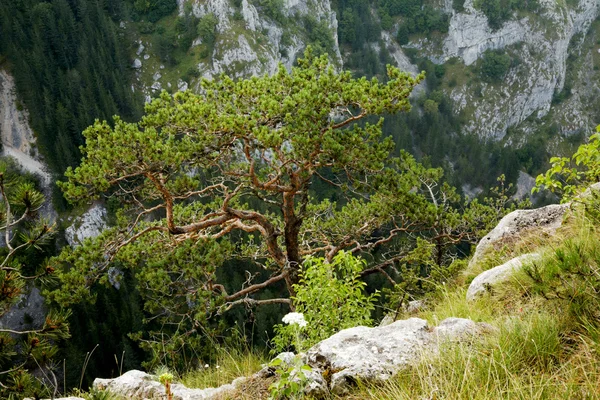 Albero di pino — Foto Stock