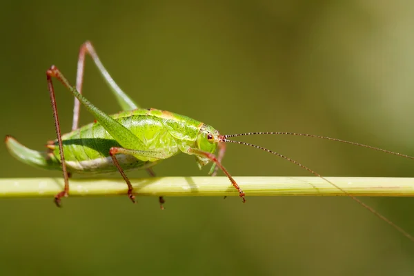 stock image Big green grasshopper