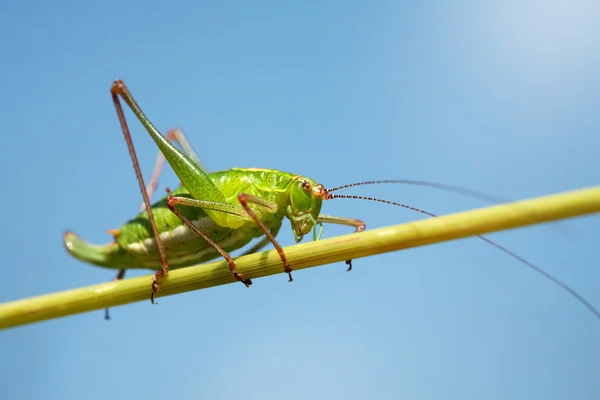 stock image Green grasshopper