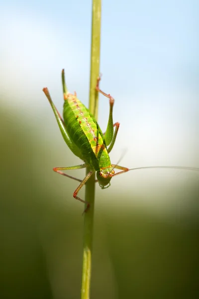 Stock image Grasshopper