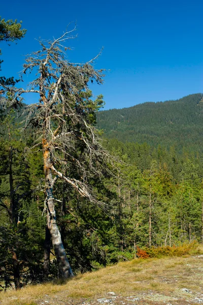 stock image Old pine tree