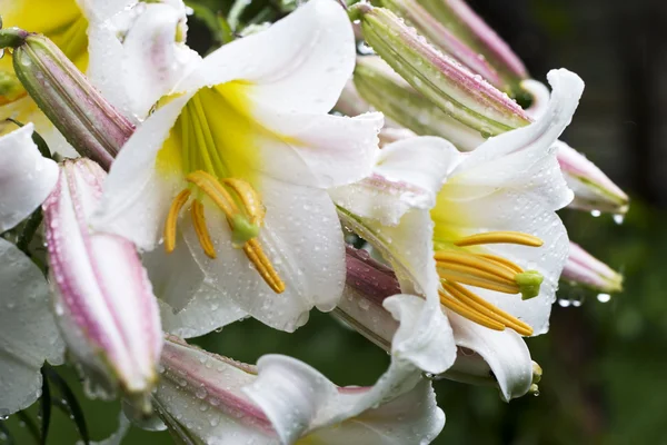 Flores brancas com gotas de água — Fotografia de Stock