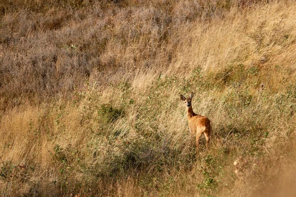 European roe-deer in summer — Stock Photo, Image