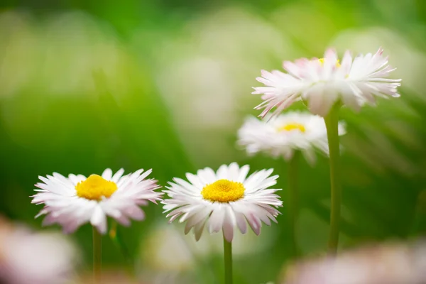 春の花、緑の牧草地でマーガレット — ストック写真