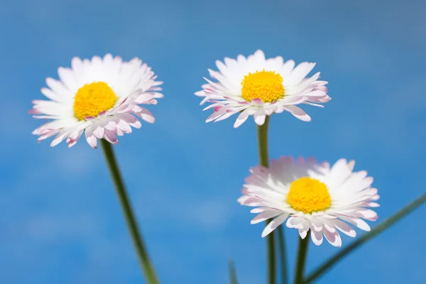 春の花、マーガレットと青空 — ストック写真