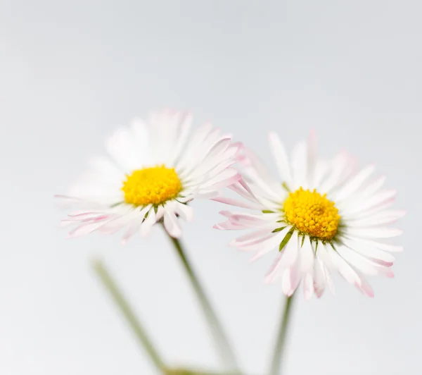 春の花、白マーガレット — ストック写真