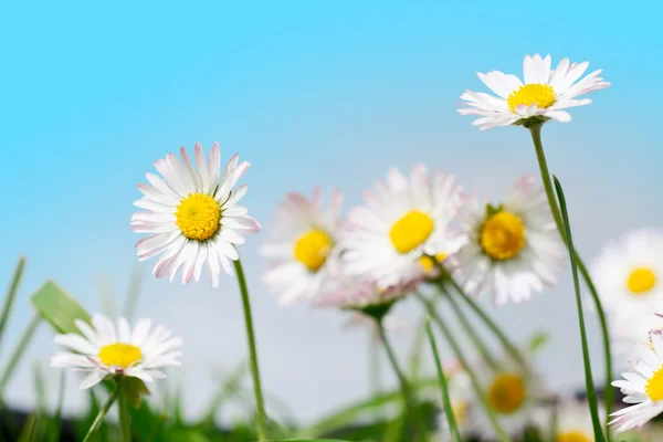 春の花、草原と青空のマーガレット — ストック写真