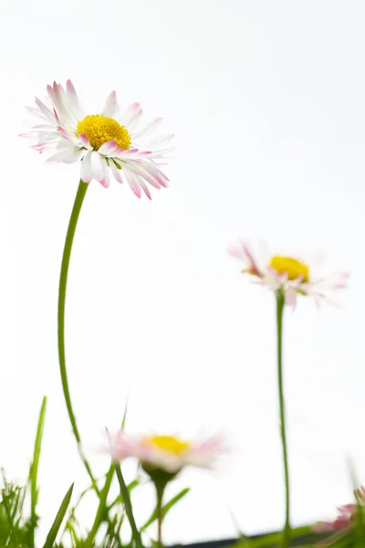 マルグリットの春の花 — ストック写真