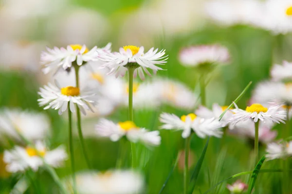 春の花、緑の牧草地でマーガレット — ストック写真