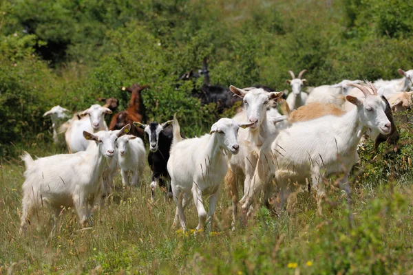 Stock image Flock of domestic goats