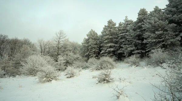 Снег в лесу — стоковое фото
