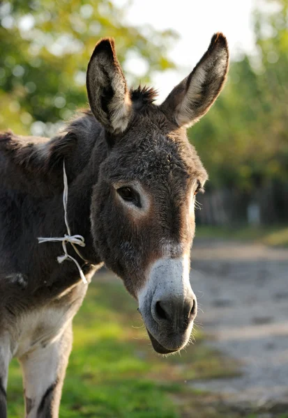 Donkey portrait — Stock Photo, Image