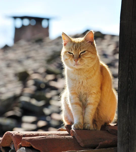 Gato preguiçoso no telhado — Fotografia de Stock