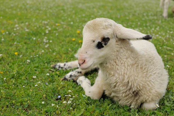 在绿色草地上的年轻羔羊 — 图库照片
