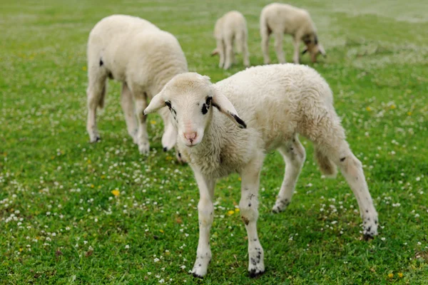 Lambs on green meadow — Stock Photo, Image