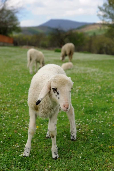 在农村中的羔羊 — 图库照片
