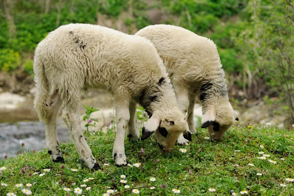 Lambs grazing — Stock Photo, Image