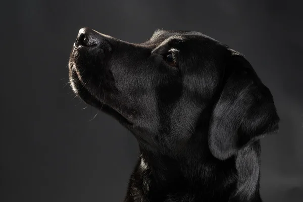 stock image Head of black labrador dog