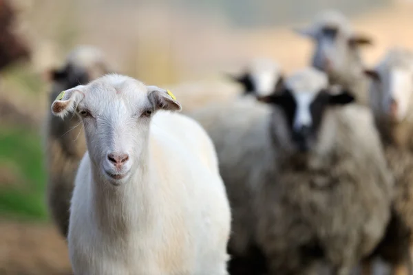 Бытовая коза — стоковое фото