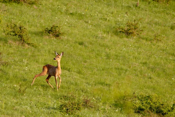 European roe deer — Stock Photo, Image