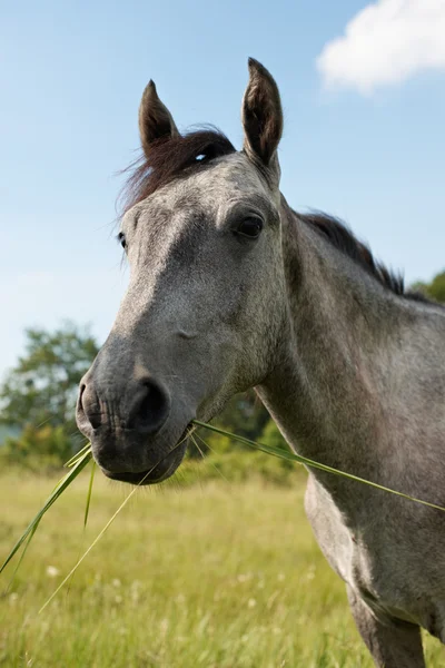 Head of grey horse — Stock Photo, Image