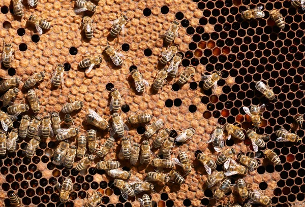 蜂窝蜂蜜蜂工人 — 图库照片
