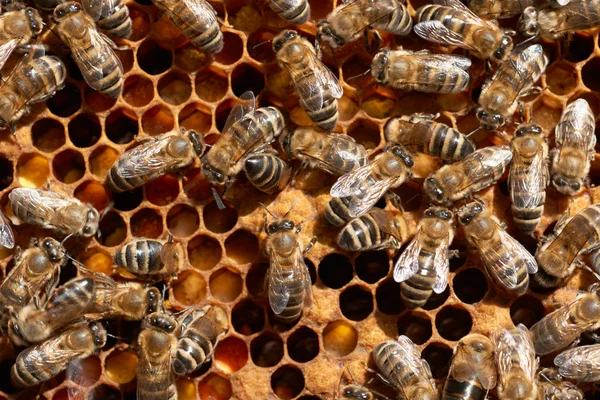 Miel de abejas trabajadores primer plano —  Fotos de Stock