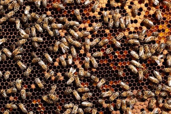 Miód pszczeli pracowników — Zdjęcie stockowe