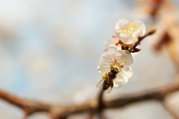 Aprikosenblüte mit Biene — Stockfoto