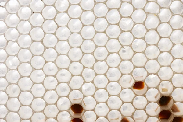 Vit honeycomb — Stockfoto