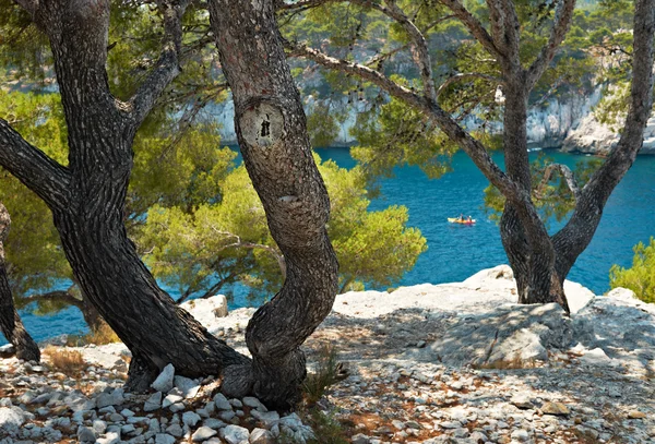 Pinheiro mediterrâneo em calanque de Cassis, França — Fotografia de Stock