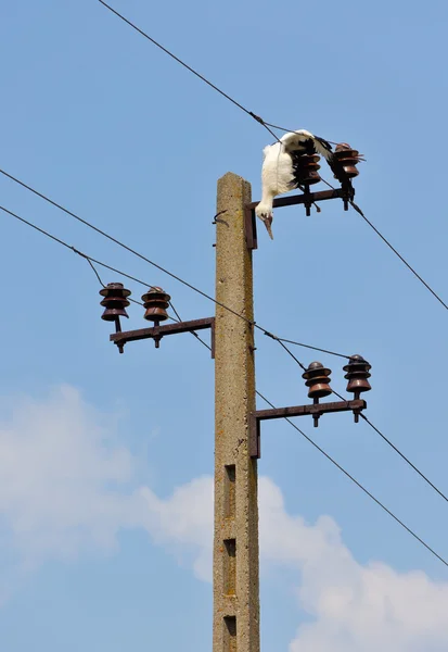 Dode ooievaar op elektriciteit draden — Stockfoto