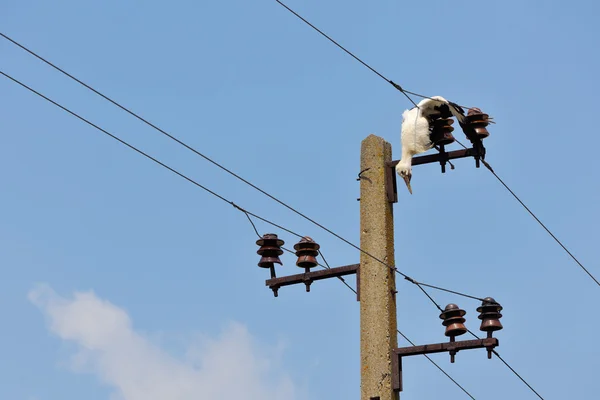 Cegonha morta em fios de eletricidade — Fotografia de Stock