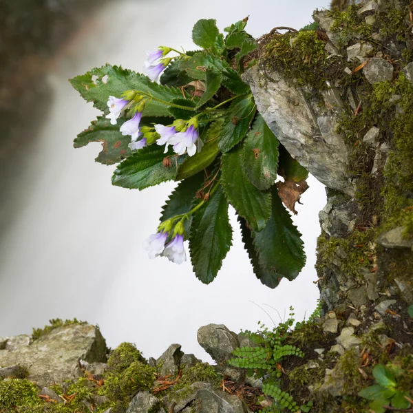 Flor de alta montaña silivriak flores — Foto de Stock