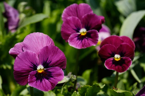 Pansy blossoms — Stock Photo, Image