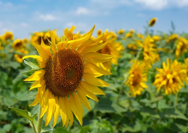 stock image Sunflower blossom