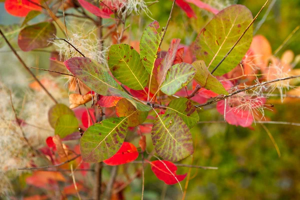 stock image Autumn leafs of sumac