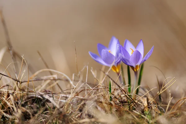 Wiosna Kwiaty niebieskie kwiaty krokus — Zdjęcie stockowe