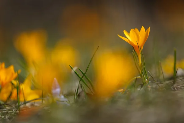 春の花黄色いクロッカスの花 — ストック写真