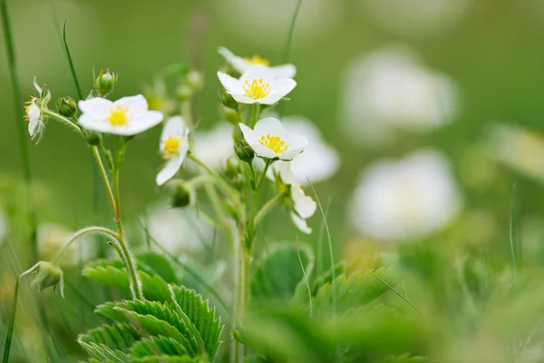 stock image Strawberry blossom