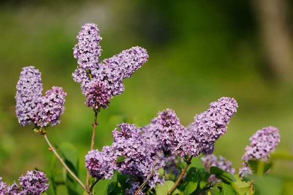 Lilac blossoms — Stock Photo, Image