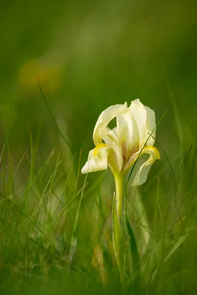 Wild iris flower — Stock Photo, Image