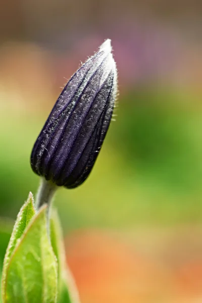 Flower bud close-up — Stock Photo, Image