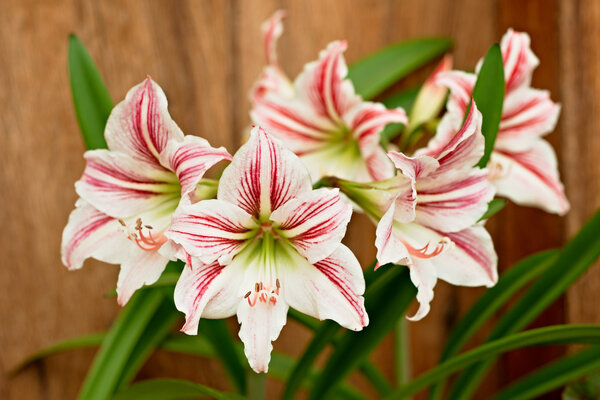 White Amaryllis