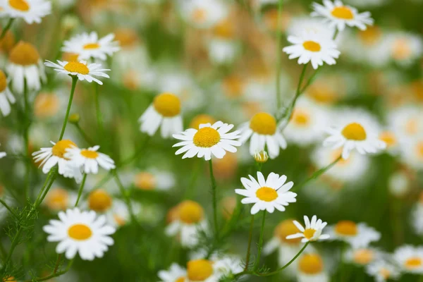 カモミールの花夏の花 — ストック写真