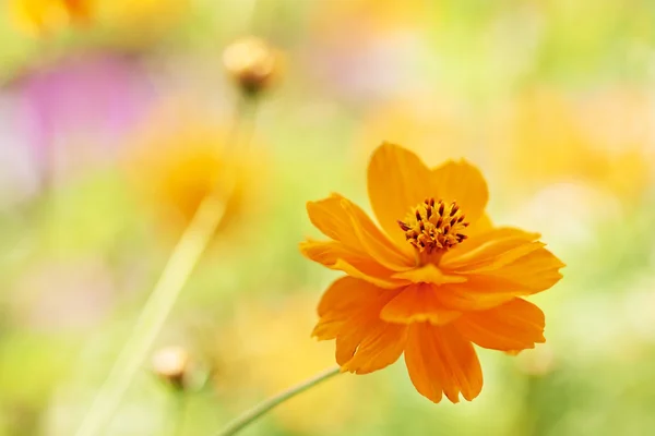 Summer flower — Stock Photo, Image