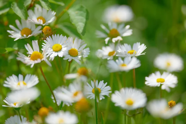Spring flowers marguerite blossoms — Stock Photo, Image